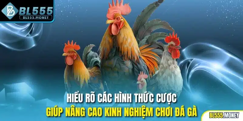 Hiểu rõ các hình thức cược giúp nâng cao kinh nghiệm chơi đá gà
