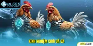 kinh nghiệm chơi đá gà