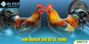 kinh nghiệm chơi đá gà thomo