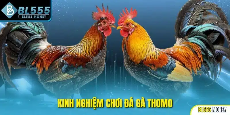 kinh nghiệm chơi đá gà thomo