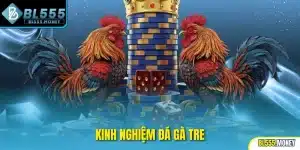 kinh nghiệm đá gà tre