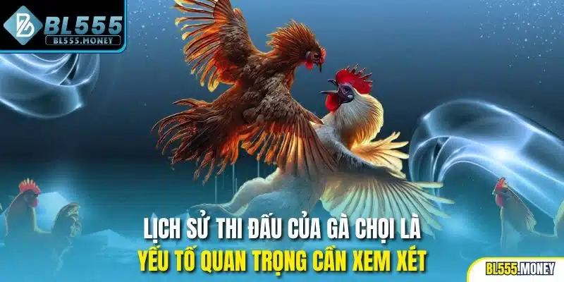 Lịch sử thi đấu của gà chọi là yếu tố quan trọng cần xem xét