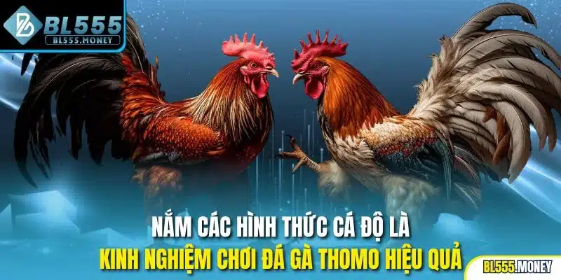 Nắm các hình thức cá độ là kinh nghiệm chơi đá gà Thomo hiệu quả