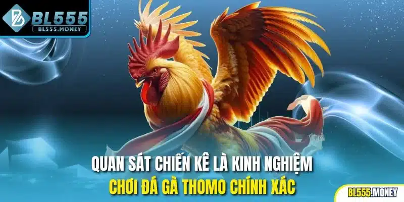 Quan sát chiến kê là kinh nghiệm chơi đá gà Thomo chính xác